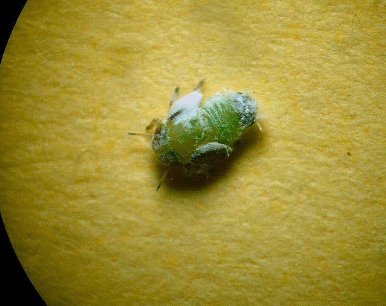 Euphyllura olivina